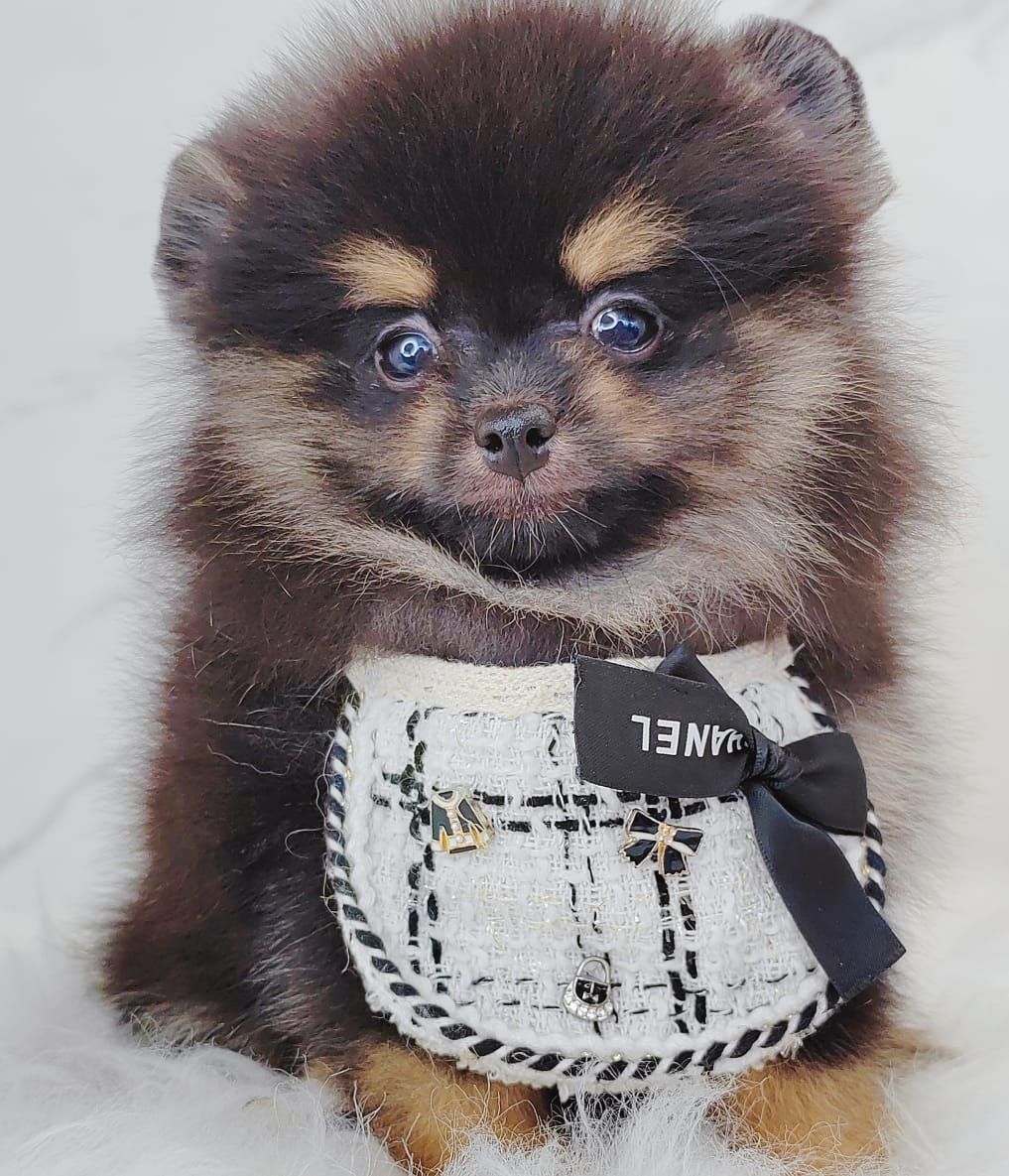 Pomeranian 博美