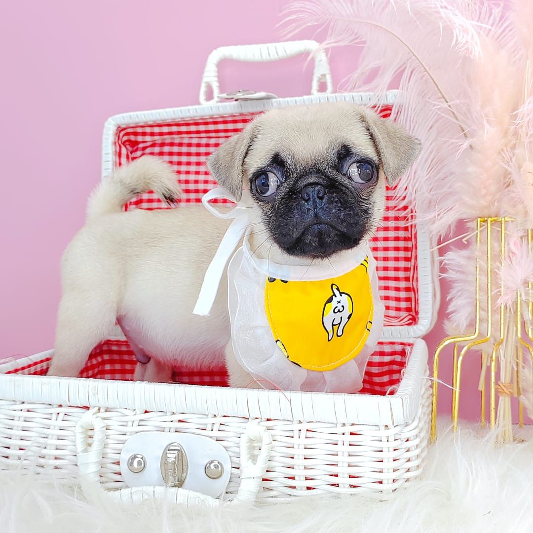 Pug 巴哥