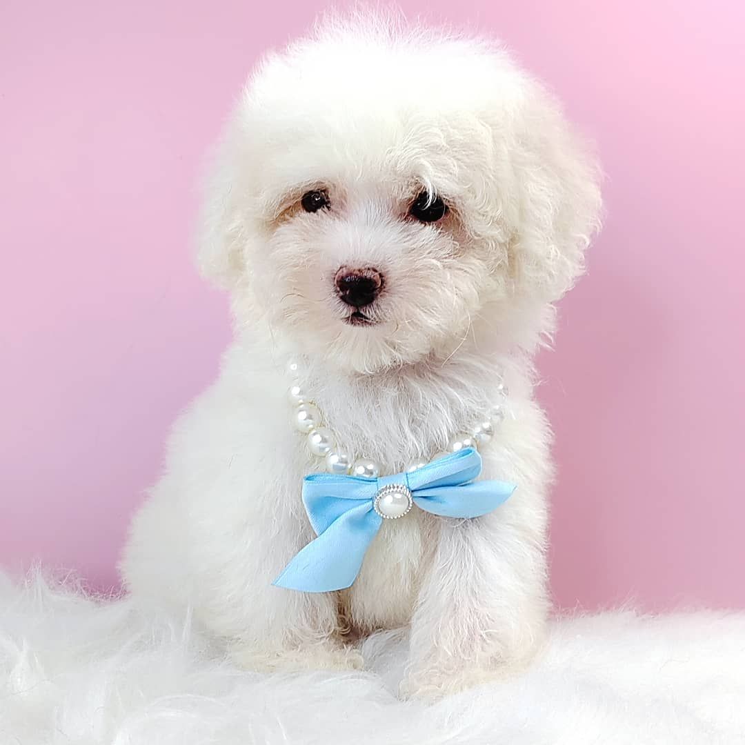 Poodle 璐靛娉拌开