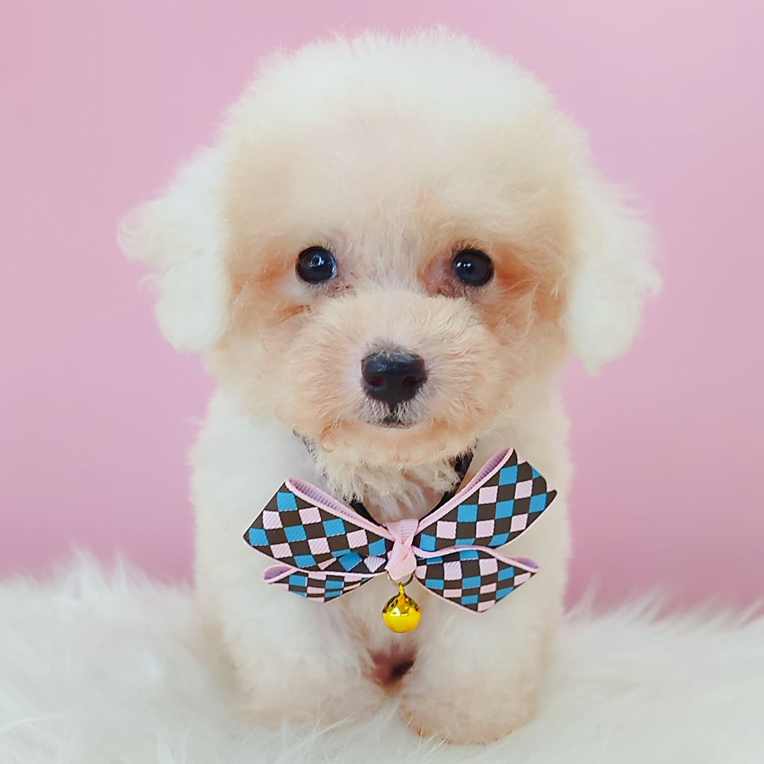 Poodle 娉拌开璐靛