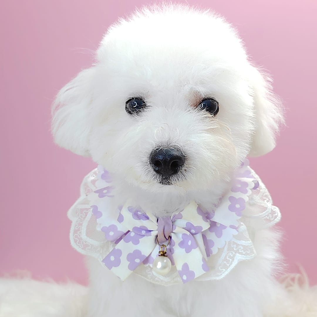 Poodle 娉拌开璐靛