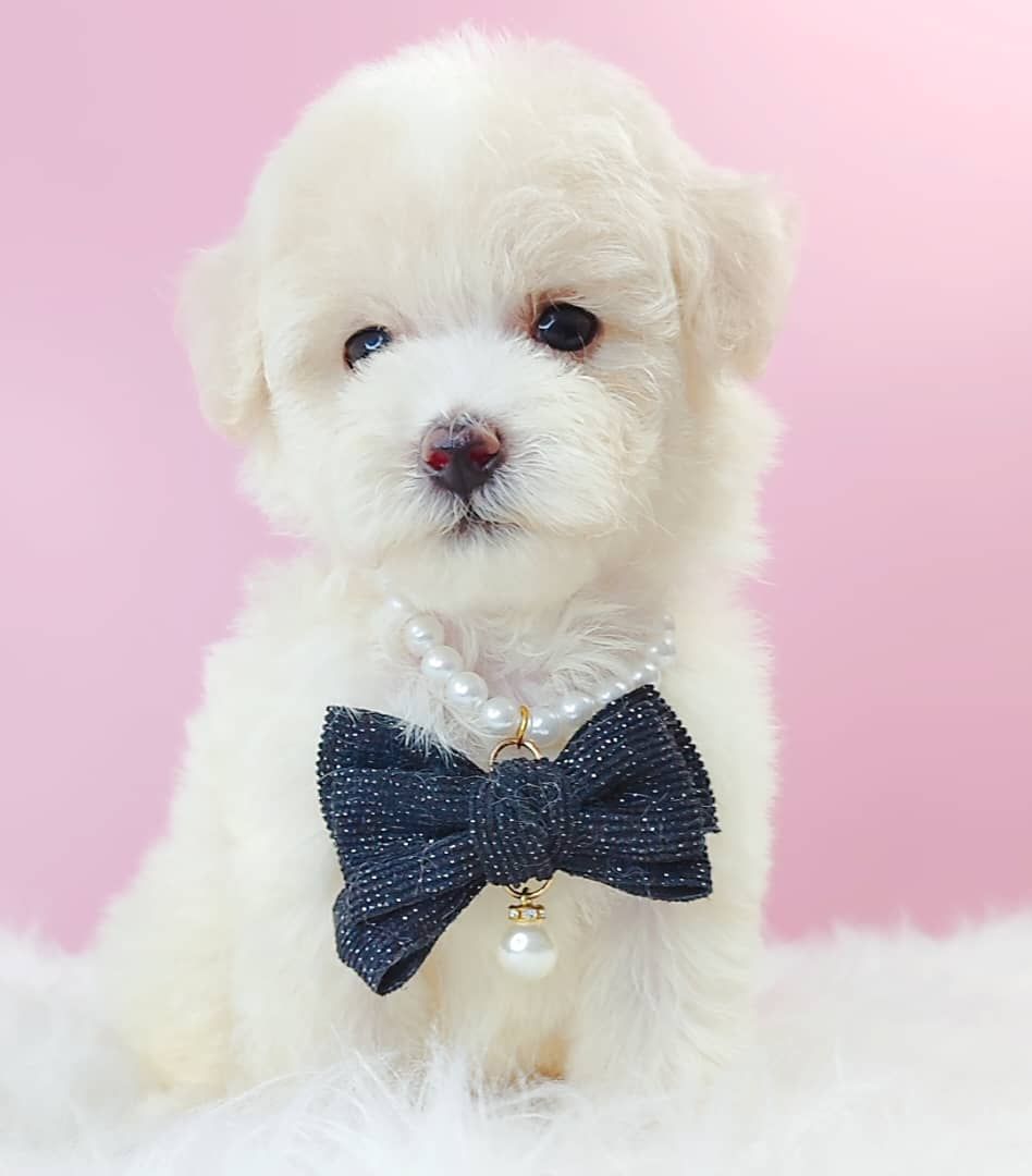 Maltipoo 马尔泰迪