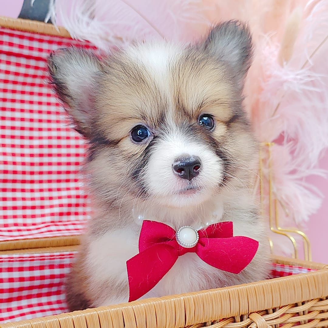 Welsh Corgi 柯基