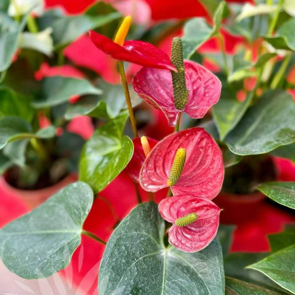 Anthurium