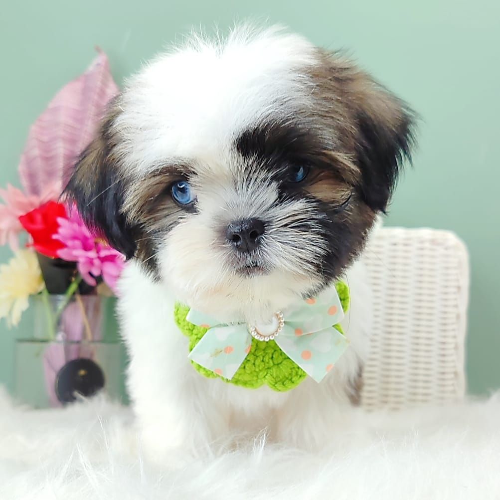 Shih Tzu 西施