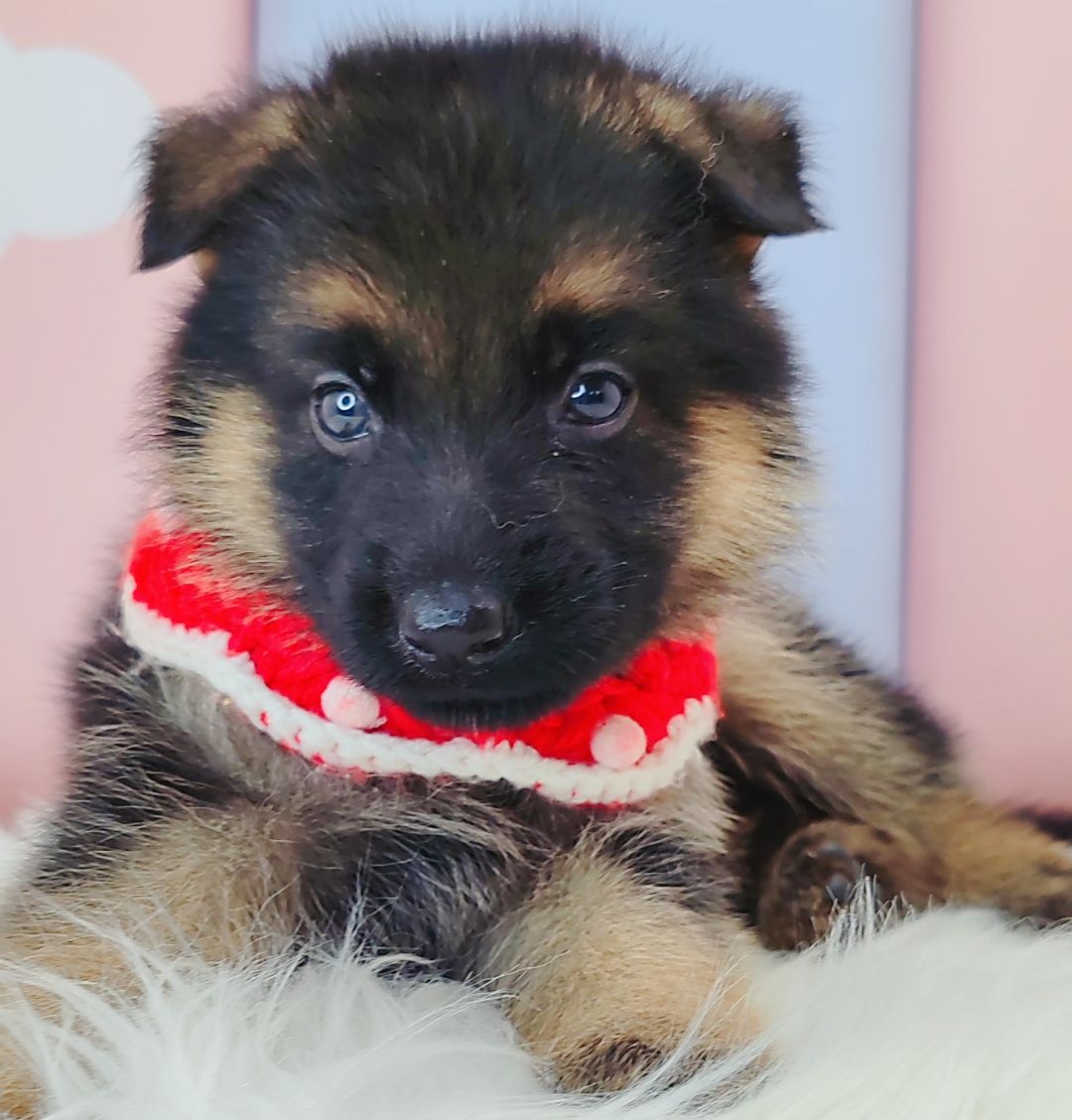 German Shepherd 德国牧羊犬