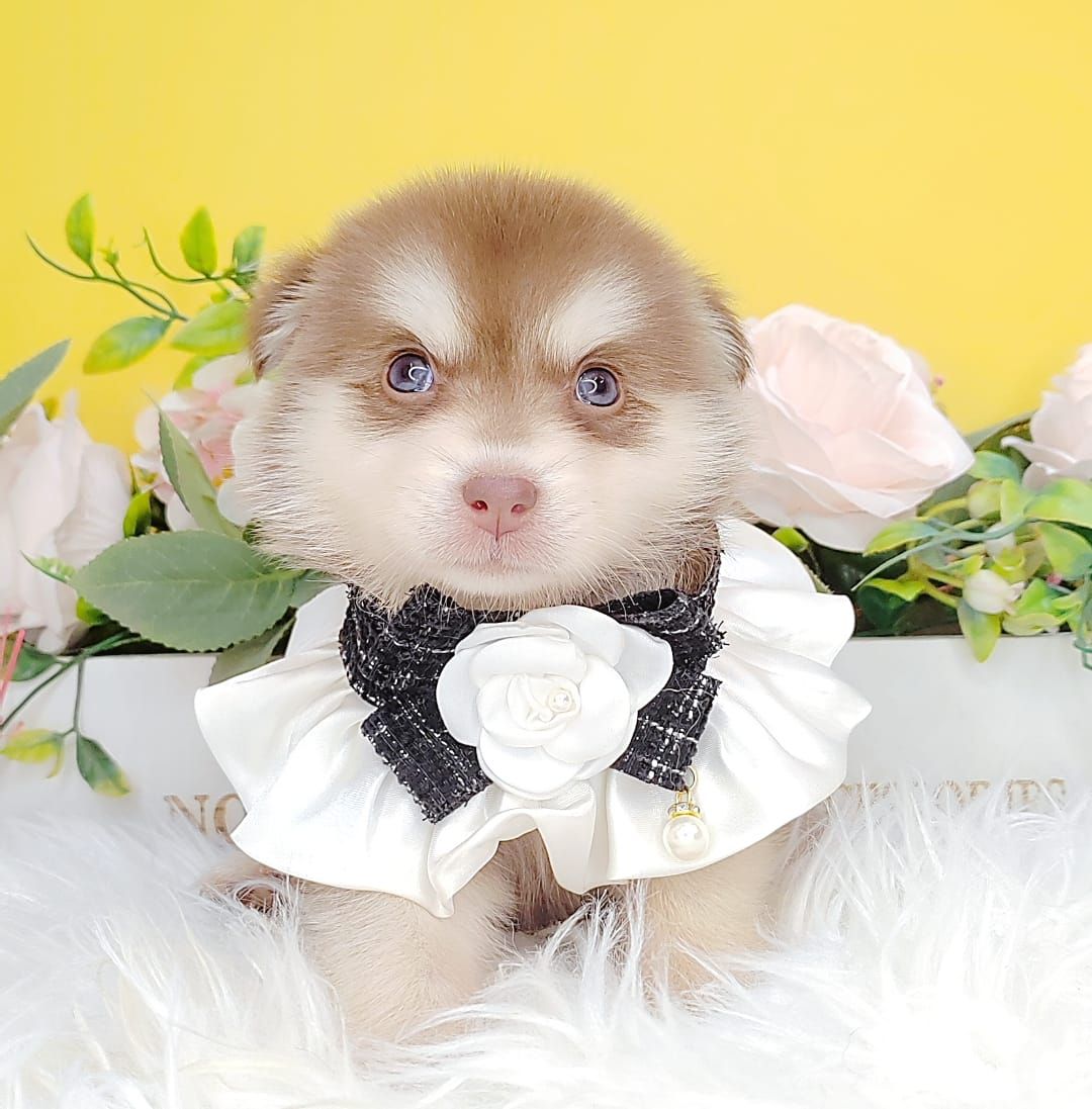 Pomsky 博士奇