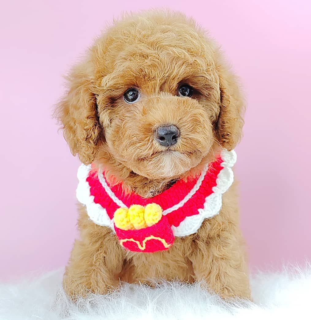 Poodle 娉拌开璐靛