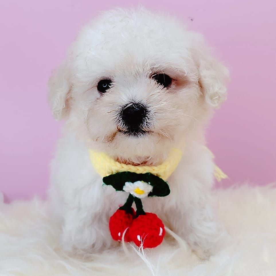 Poodle 娉拌开璐靛