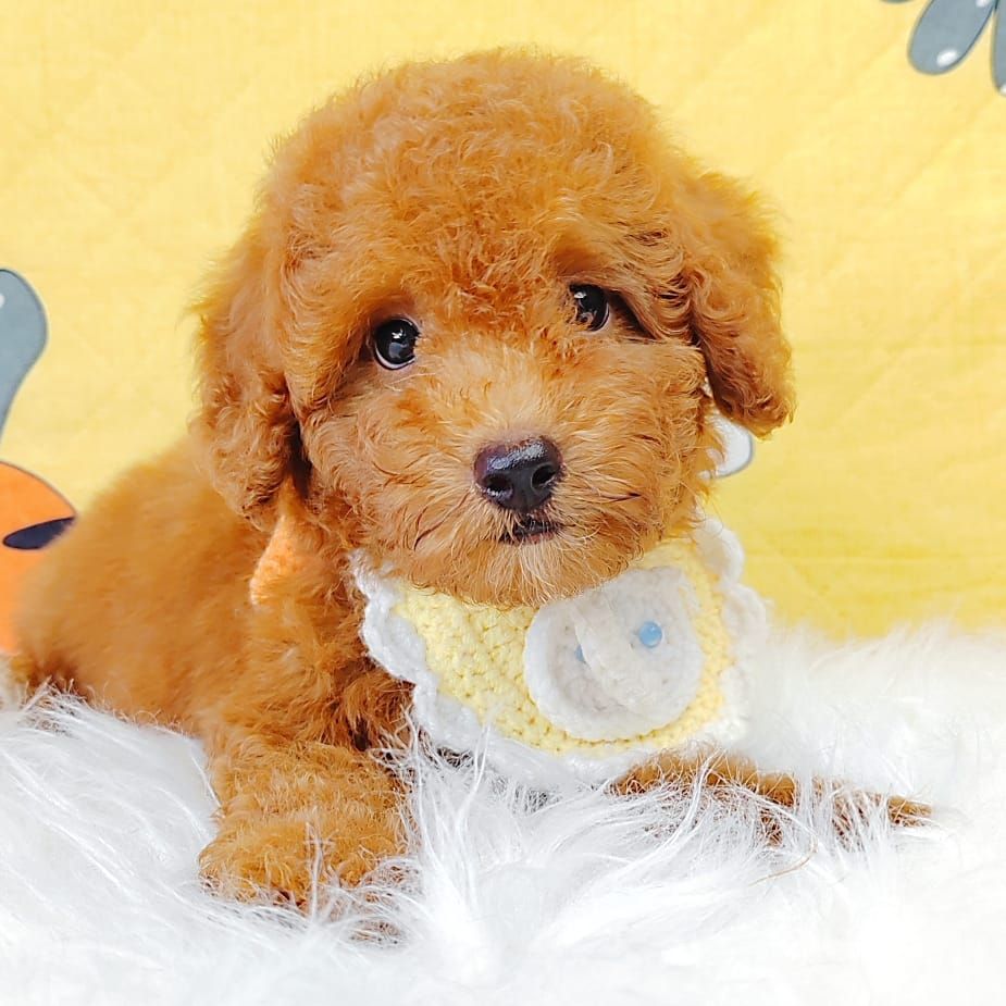 Poodle 娉拌开璐靛