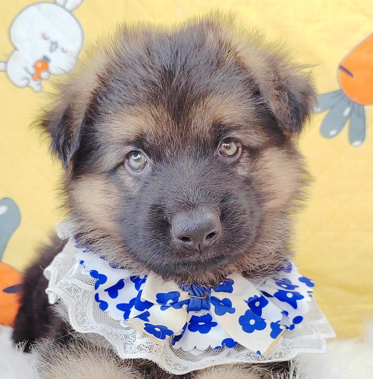 German Shepherd 德国牧羊犬