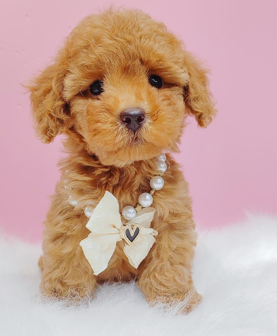 Poodle 娉拌开璐靛