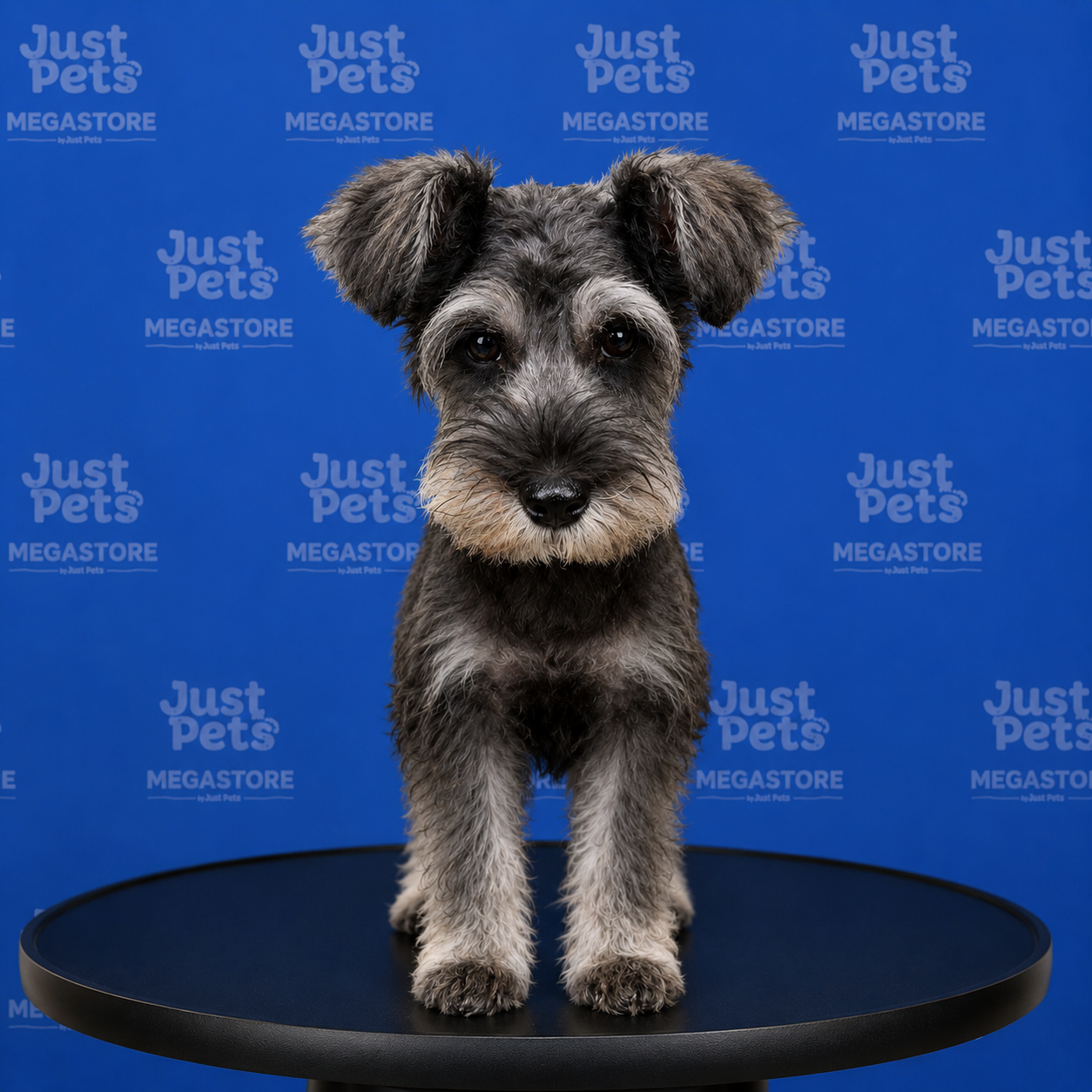 Schnauzer