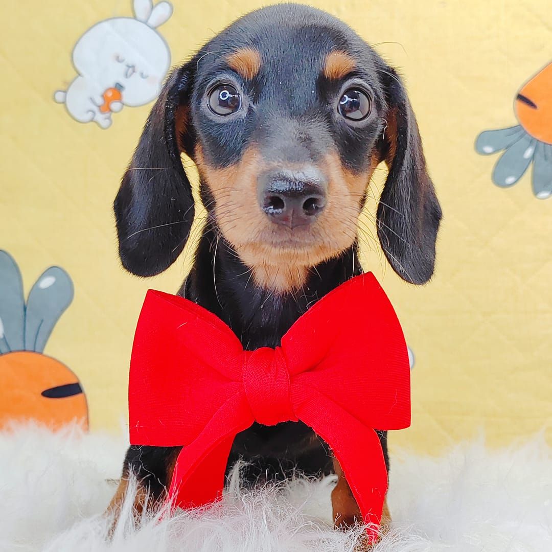 Dachshund 腊肠狗