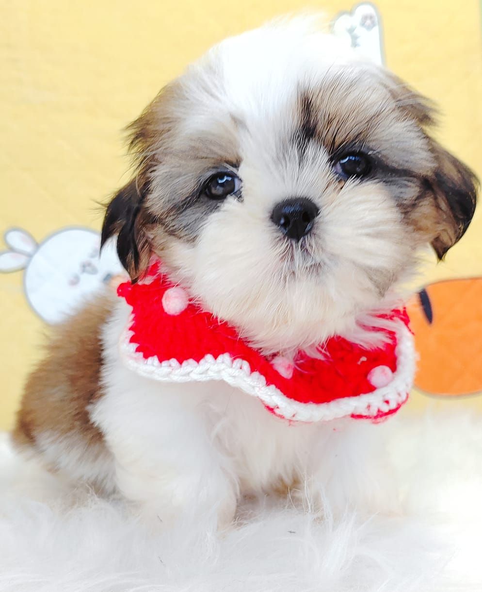 Shih Tzu 西施