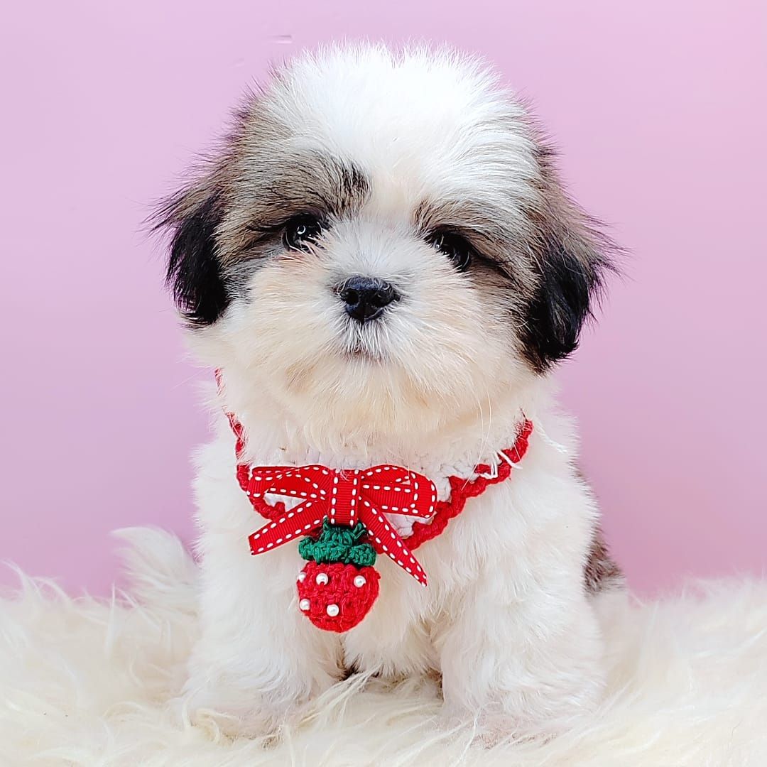  Shih Tzu 西施