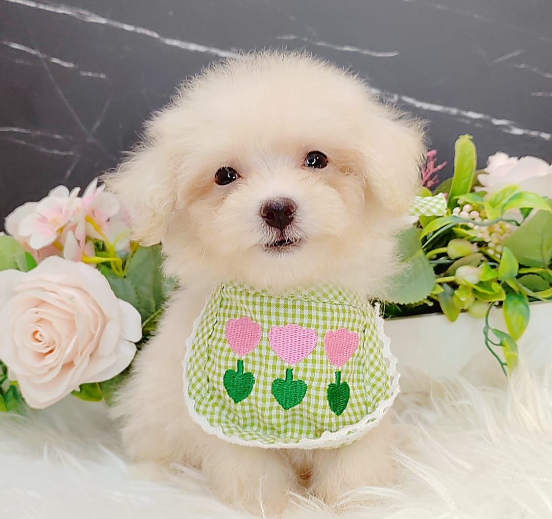 Poodle 娉拌开璐靛