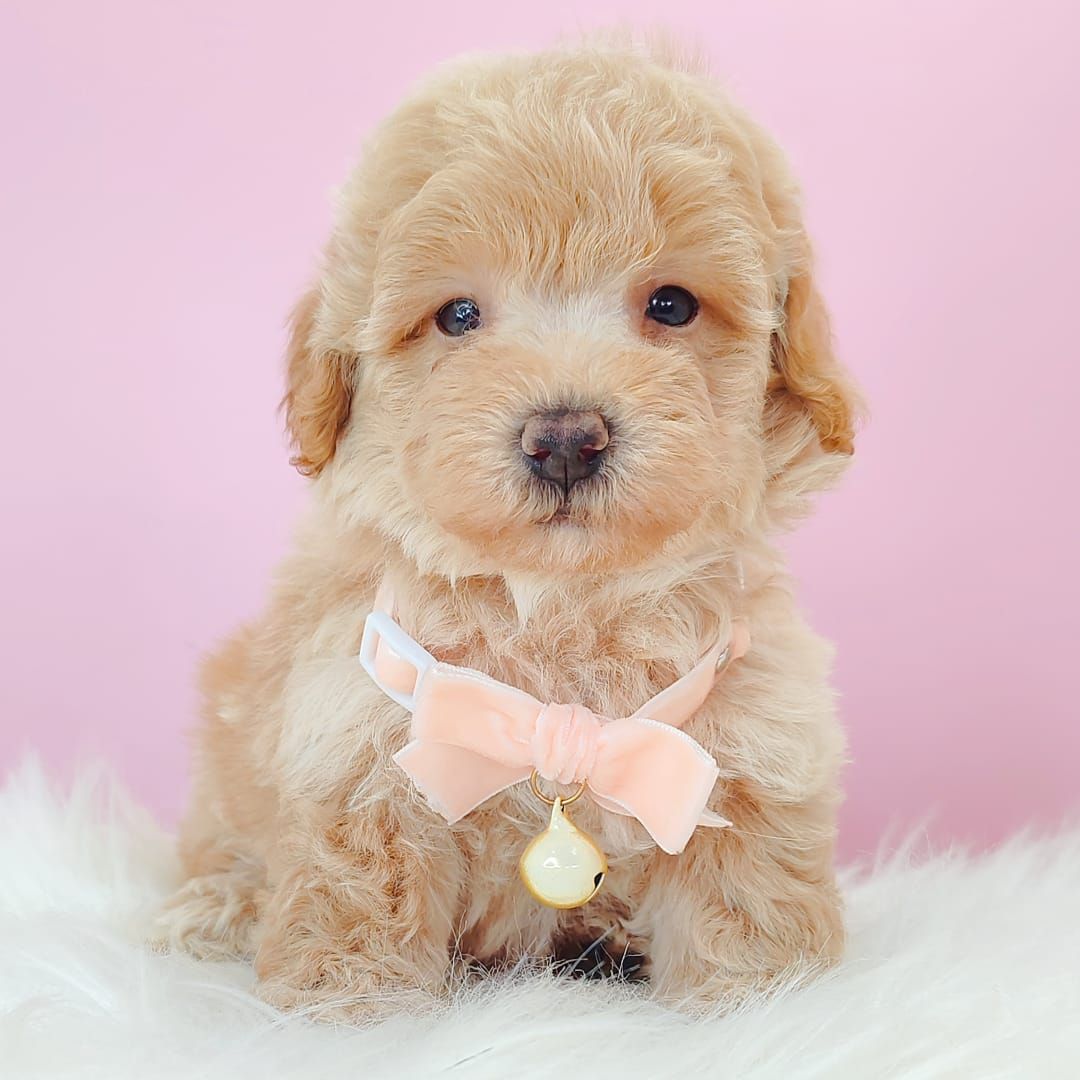 Maltipoo 马尔泰迪