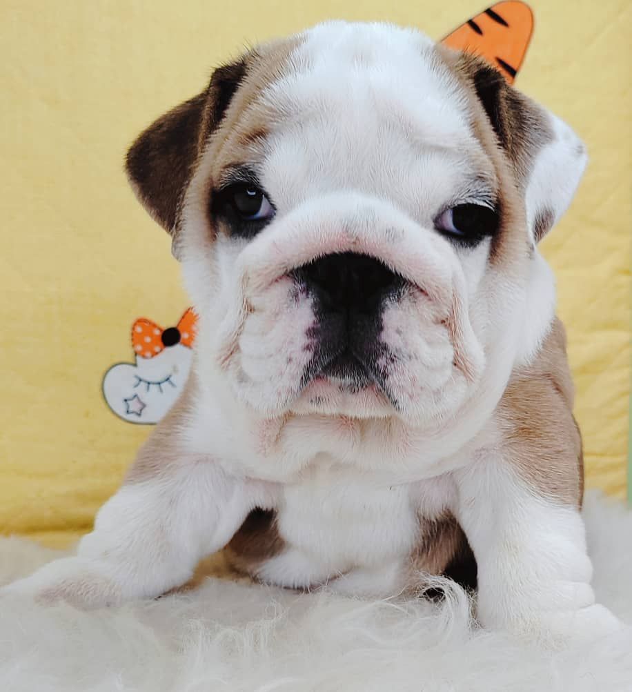 English Bulldog 英国斗牛犬