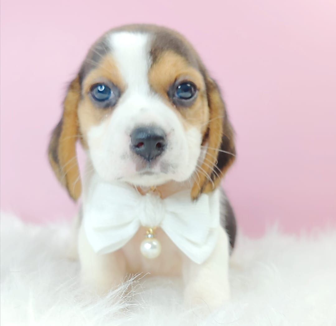 Beagle 米格鲁