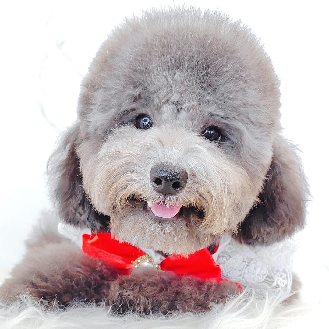 Poodle 娉拌开璐靛