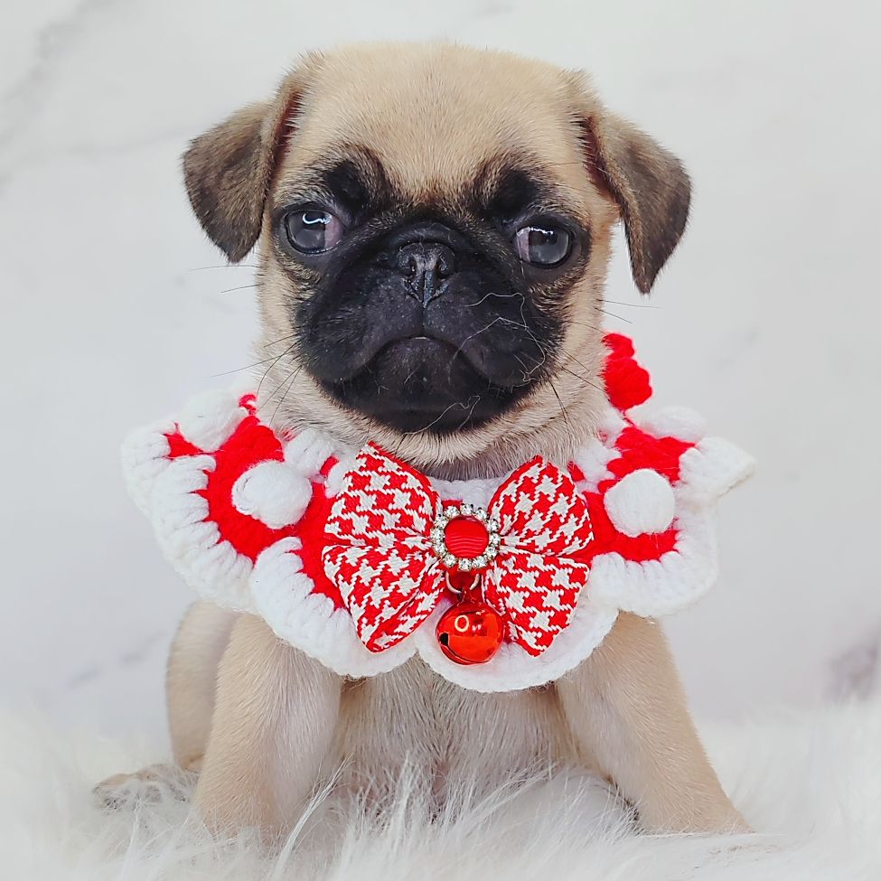 Pug 巴哥