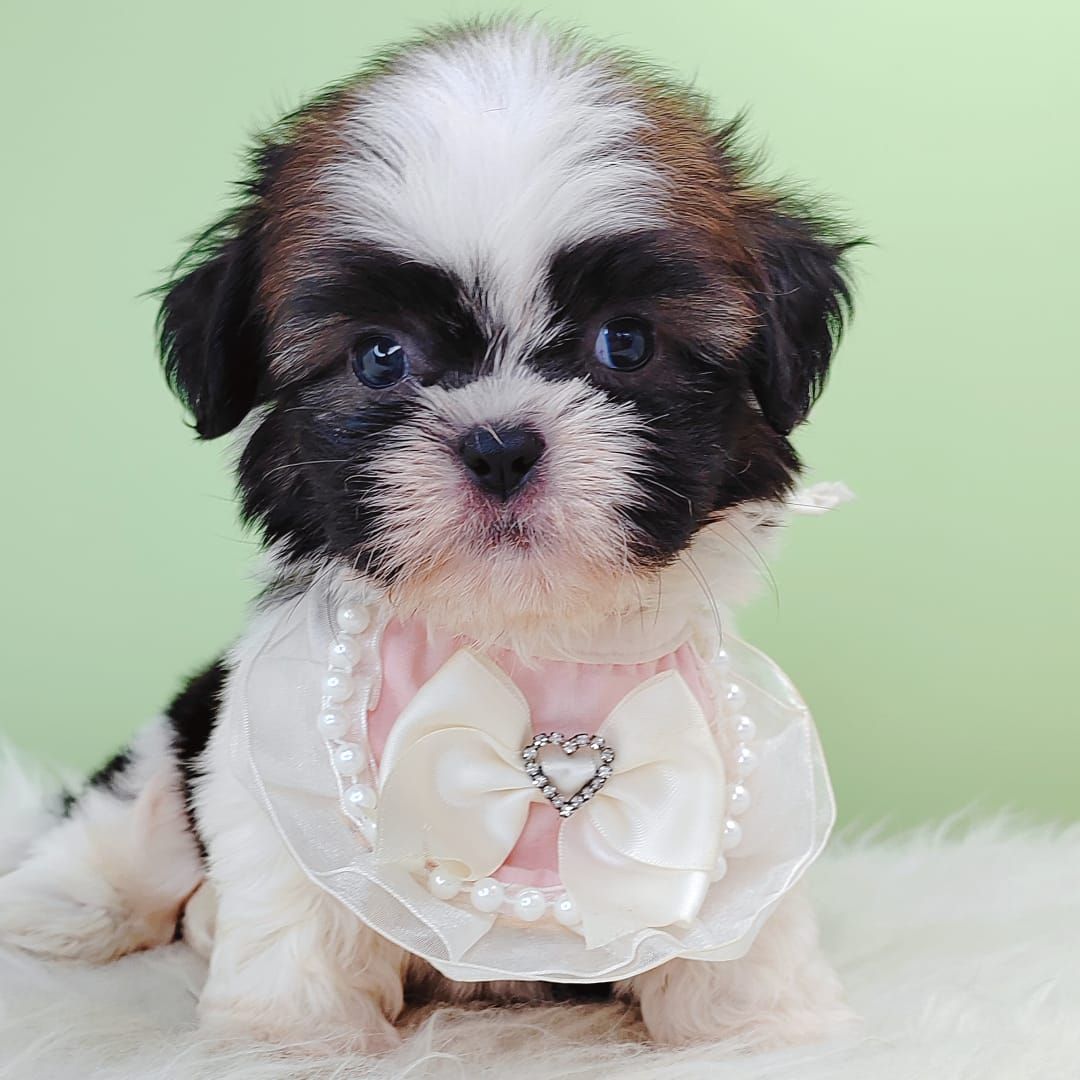 Shih Tzu 西施