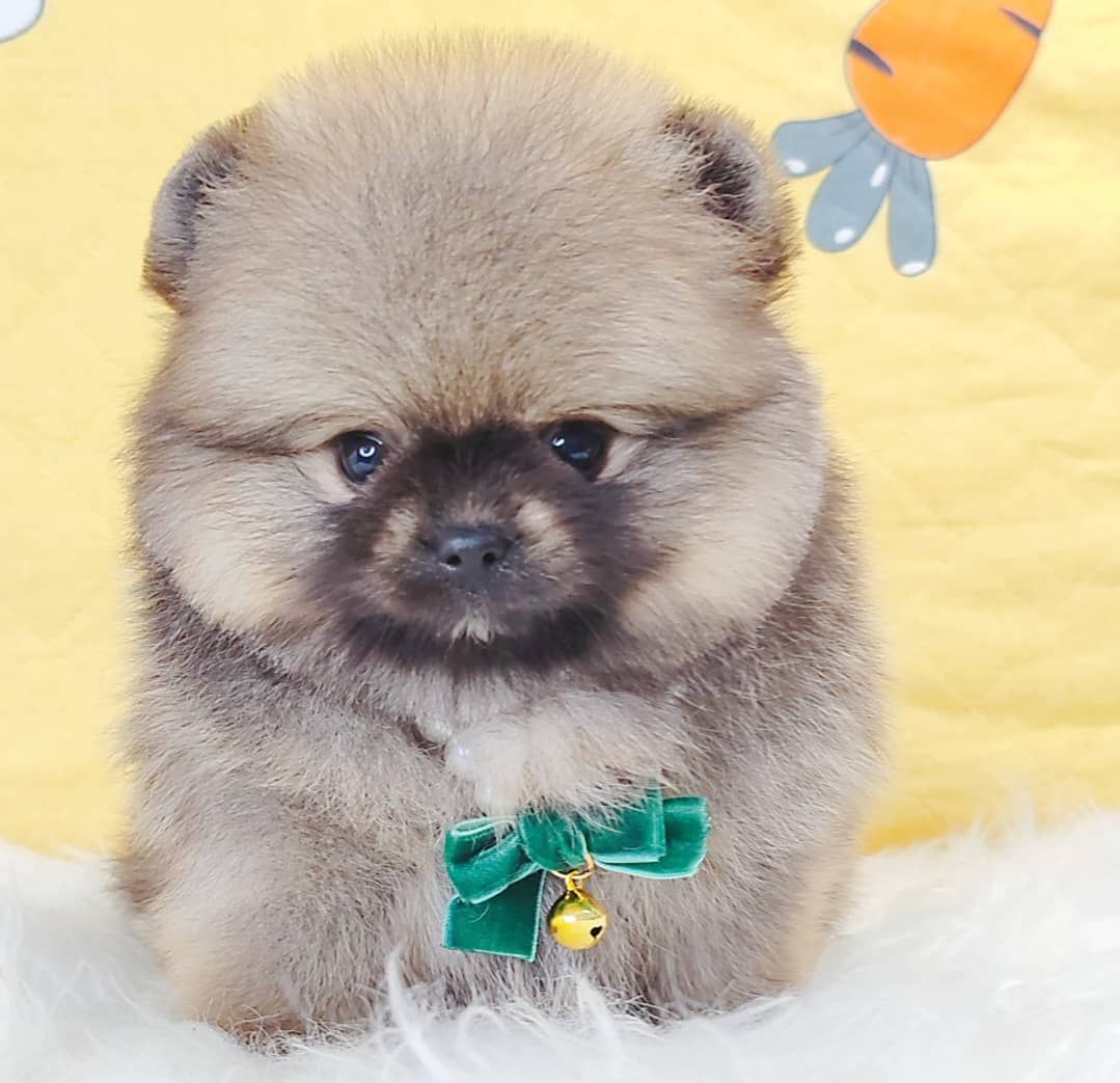 Pomeranian 博美
