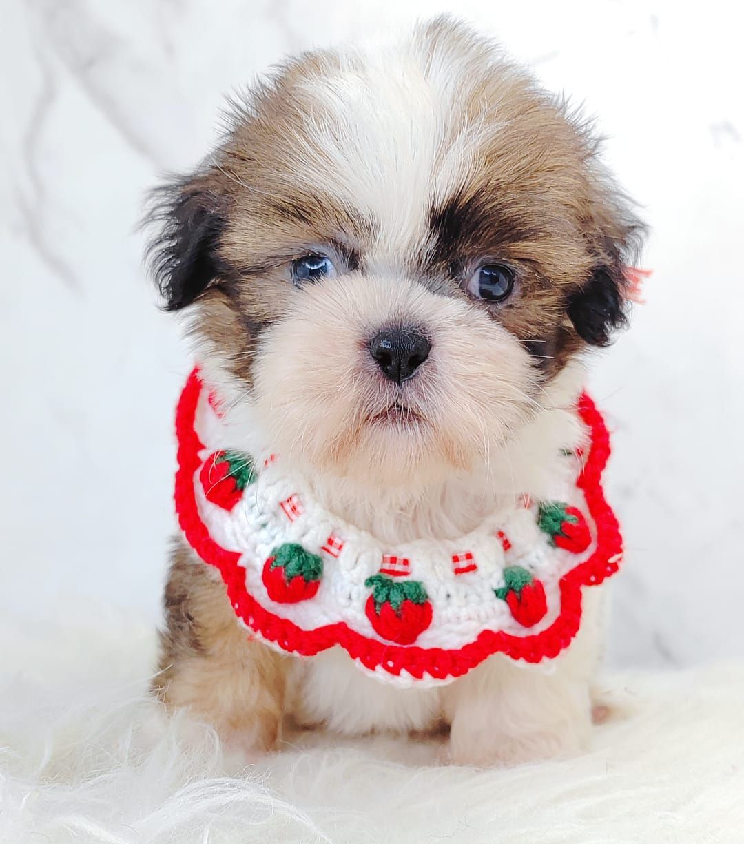 Shih Tzu 西施
