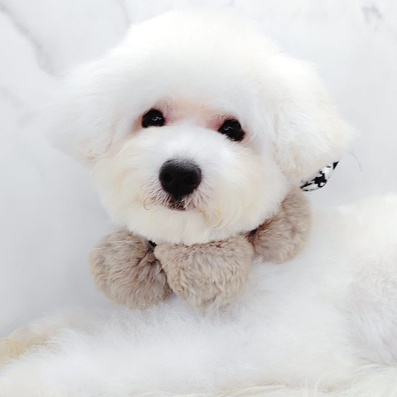 Bichon 比熊