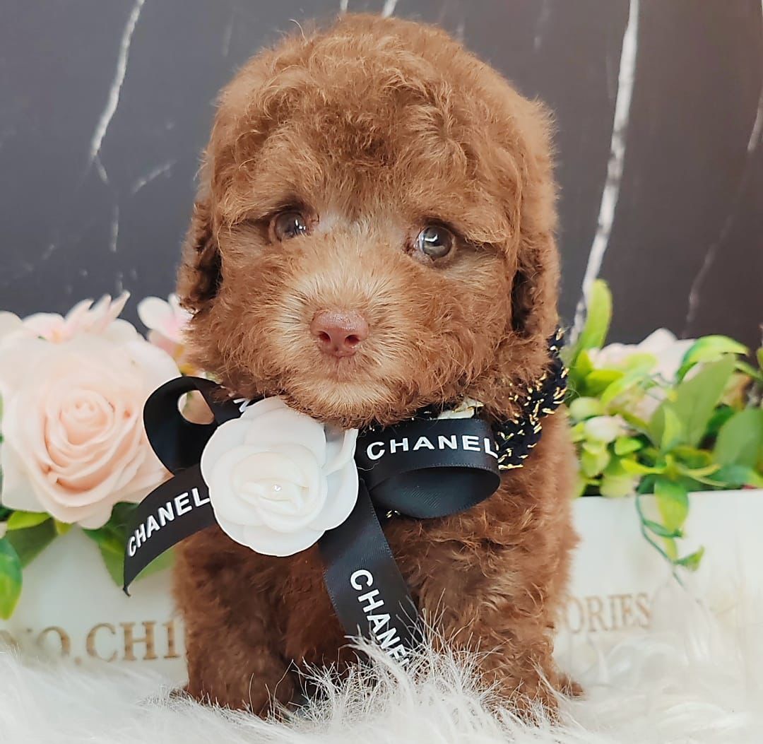 Poodle 娉拌开璐靛