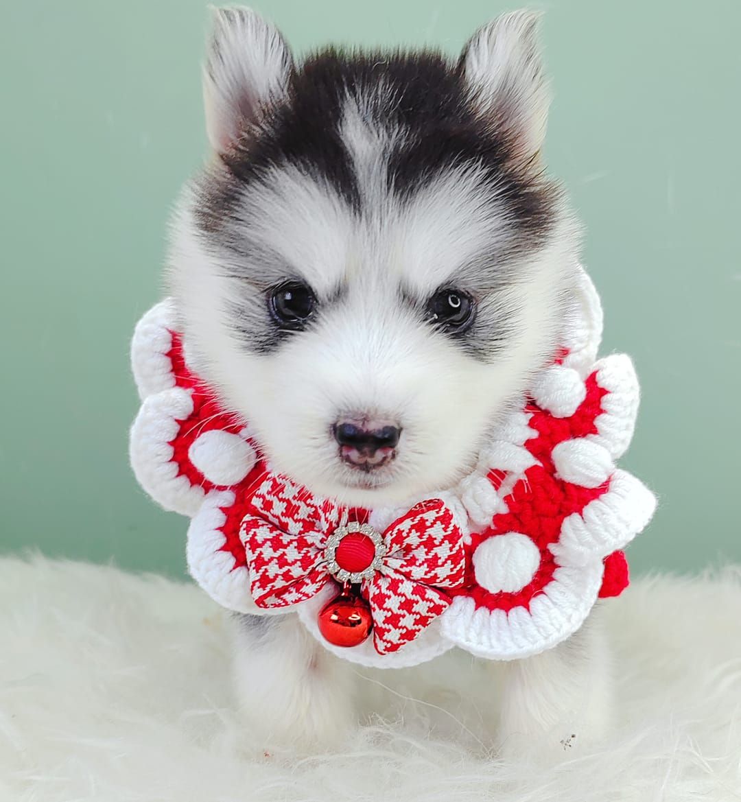 Pomsky 博士奇