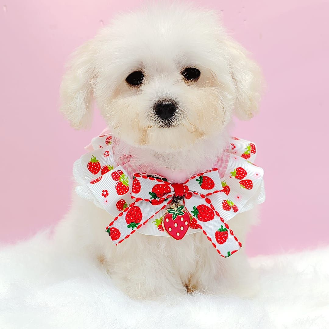 Bichonpoo 泰迪熊