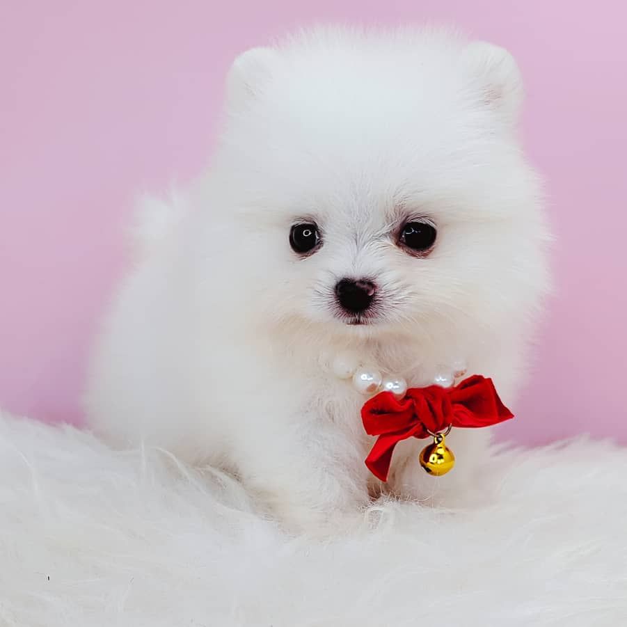 Pomeranian 博美
