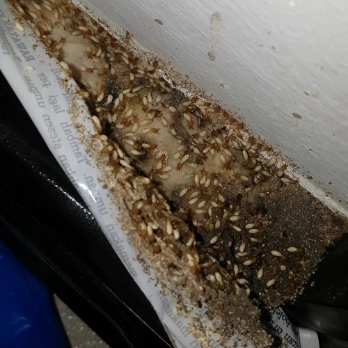 Termite Treatment