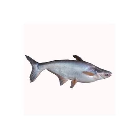 Frozen Black Patin Supplier Malaysia | Cheong Vege