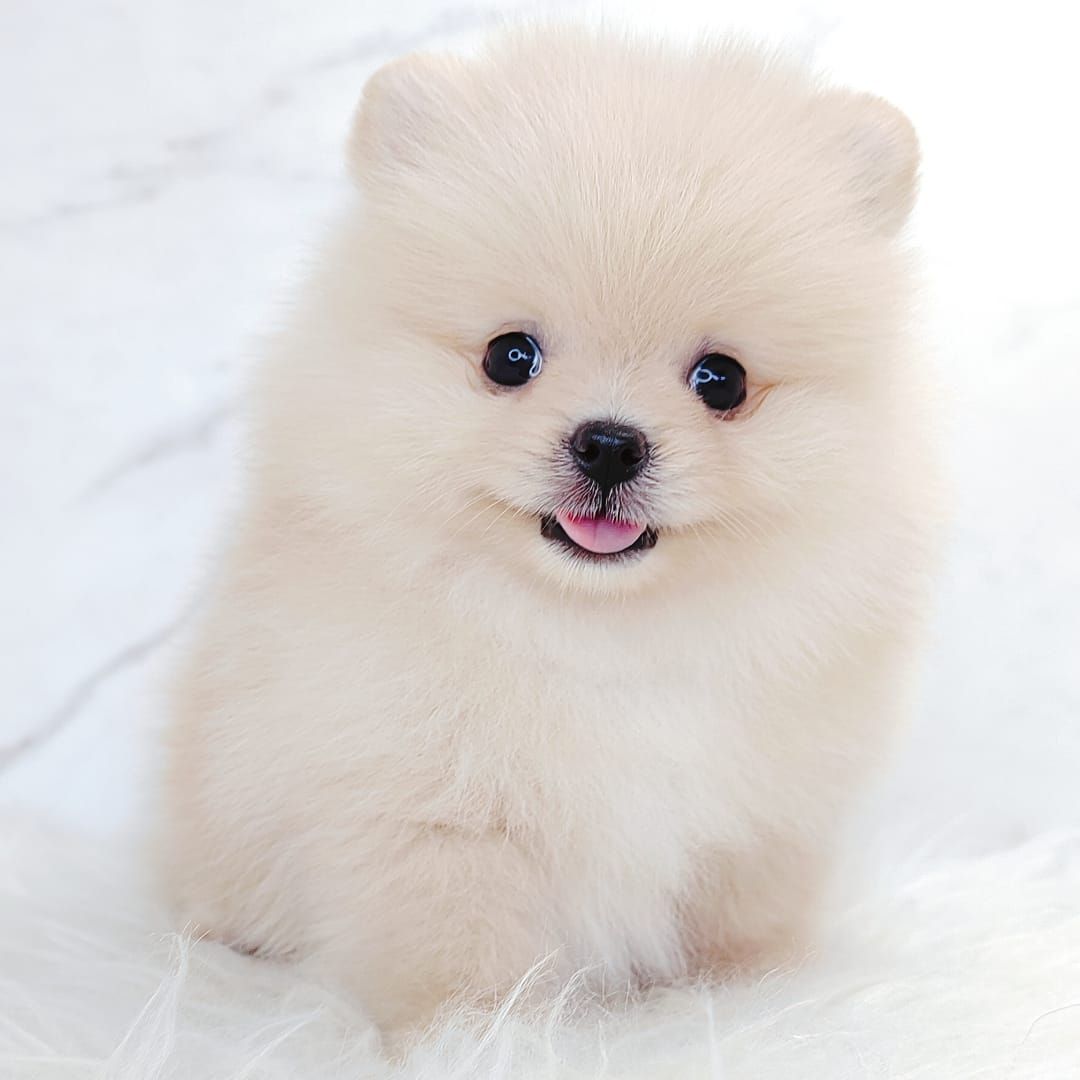 Pomeranian 博美