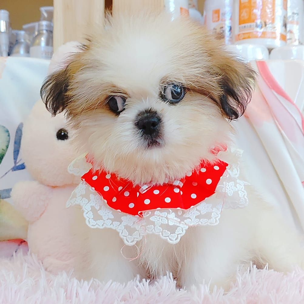 Shih Tzu 西施
