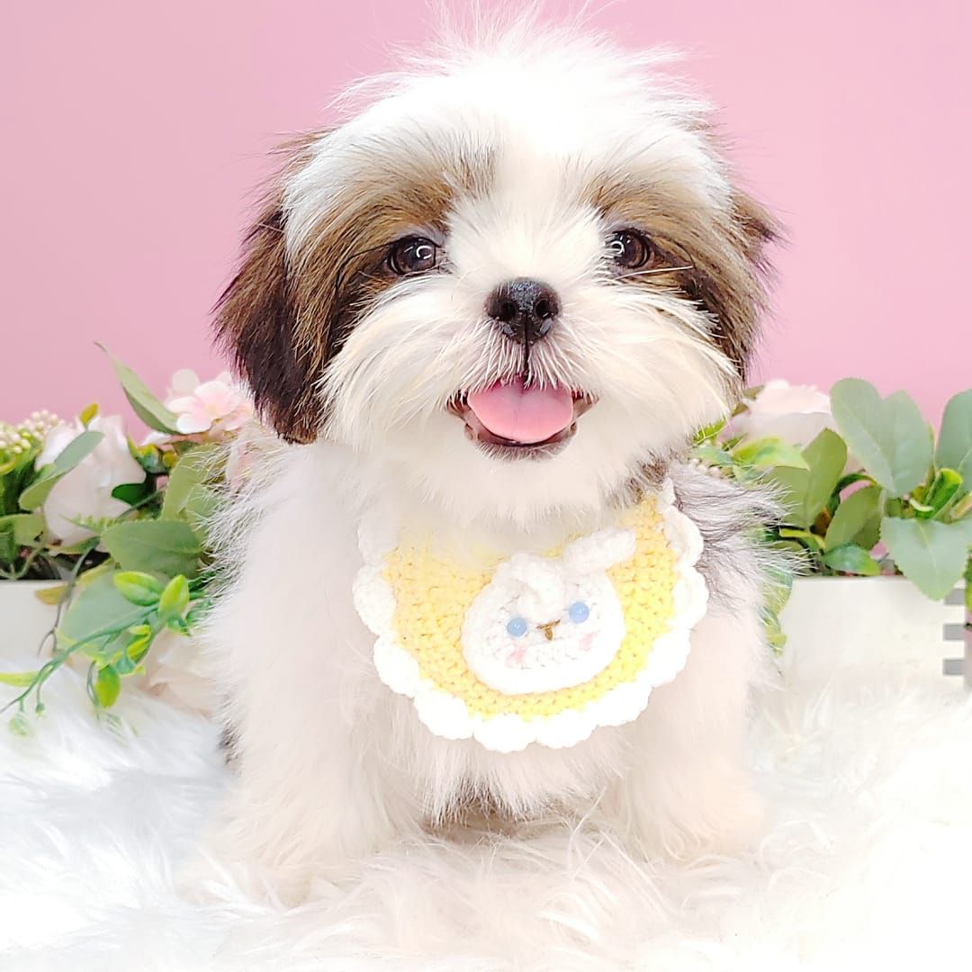 Shih Tzu 西施
