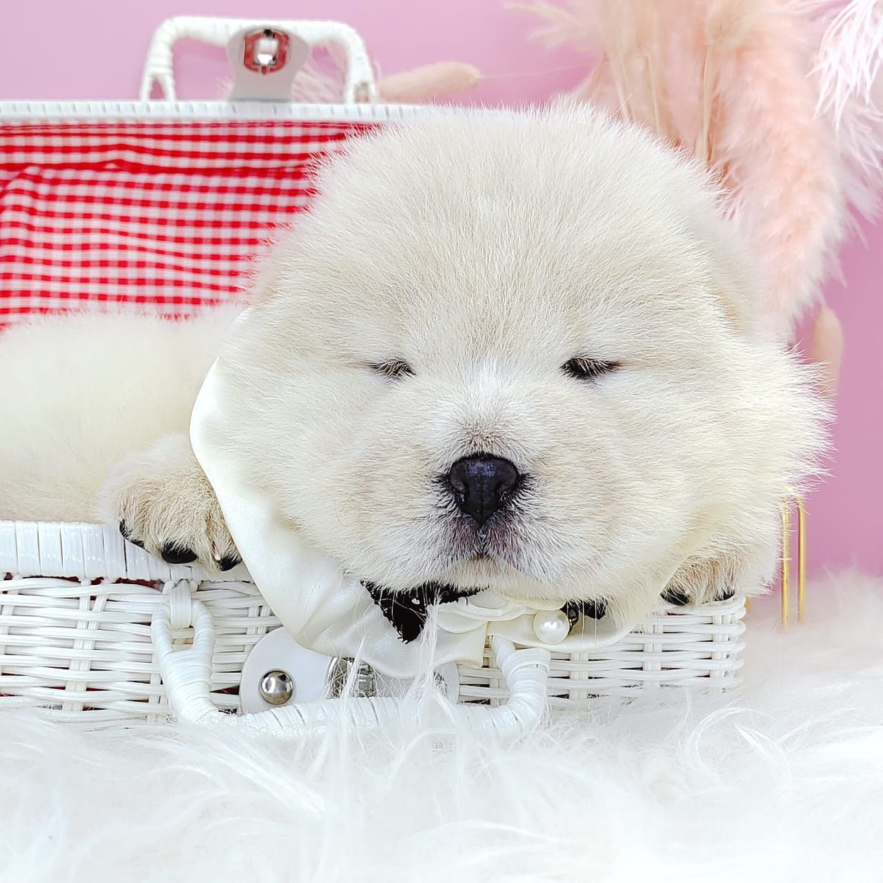 Chow Chow 松狮犬