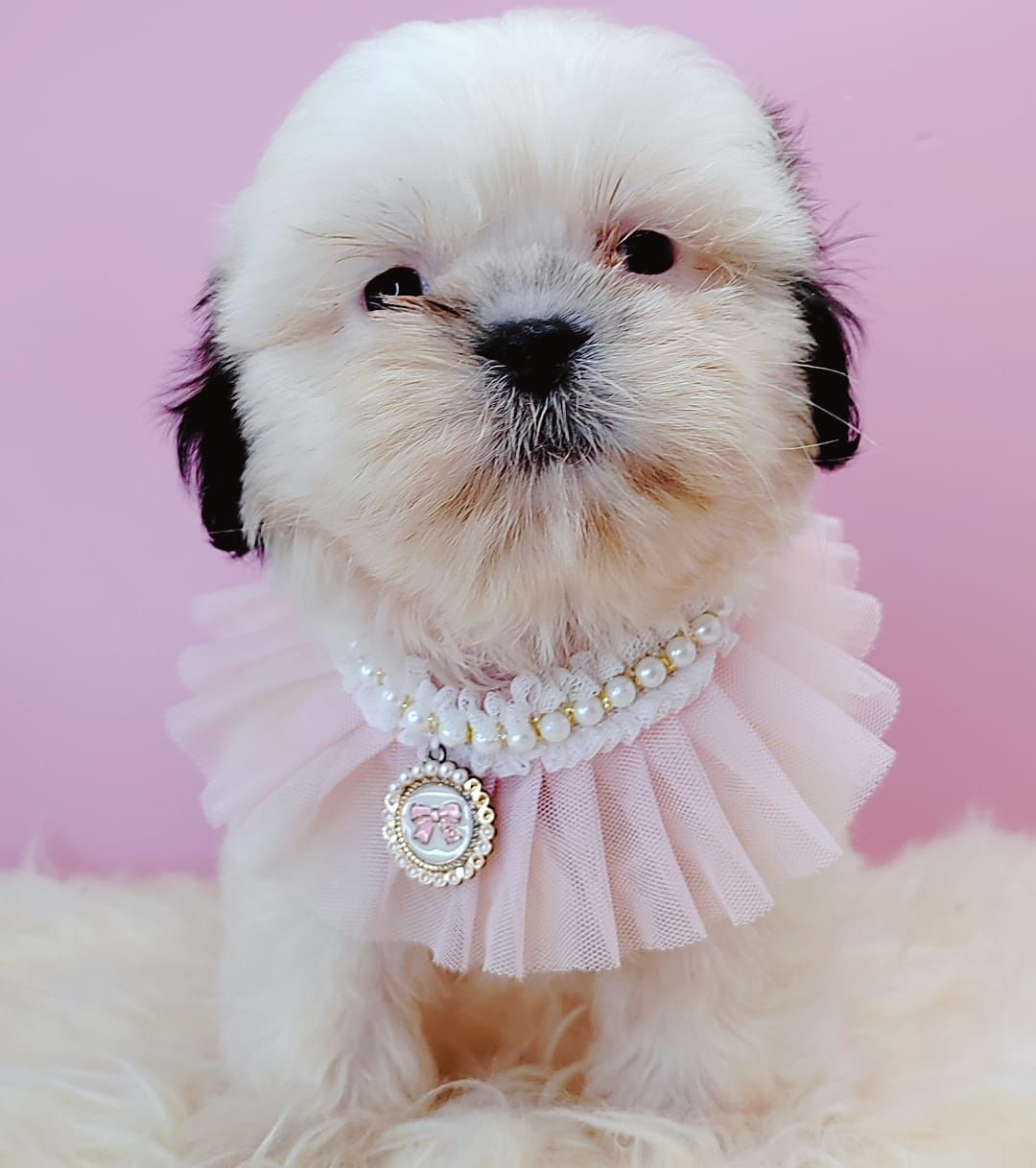 Shih Tzu 西施