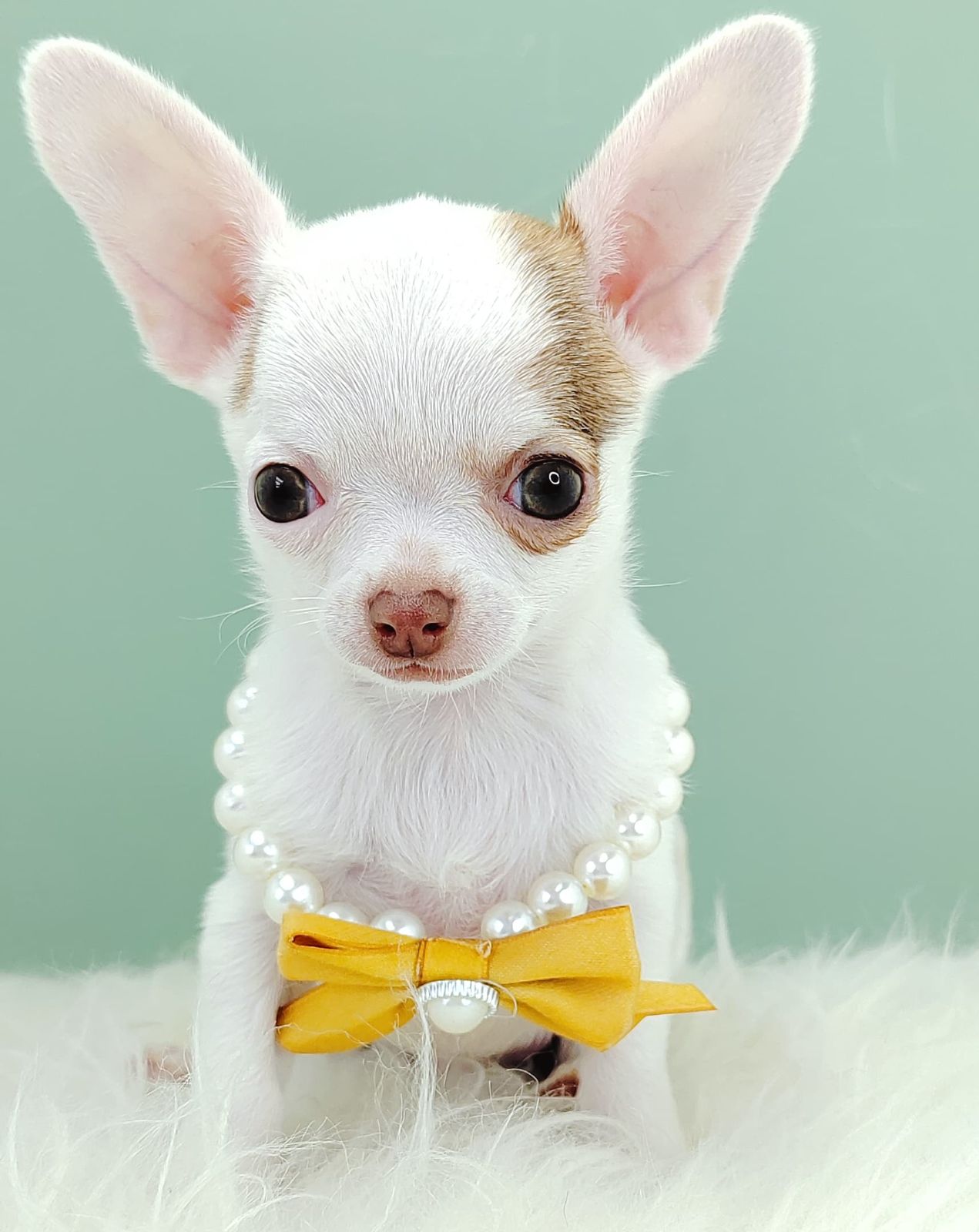 Chihuahua 吉娃娃