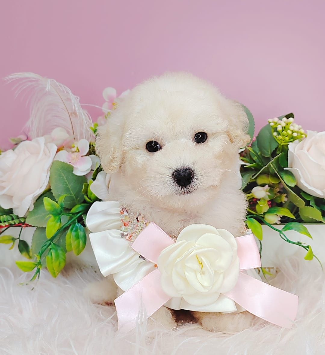 Poodle 娉拌开璐靛
