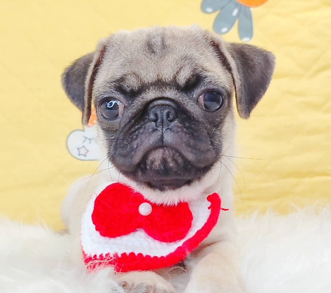 Pug 巴哥