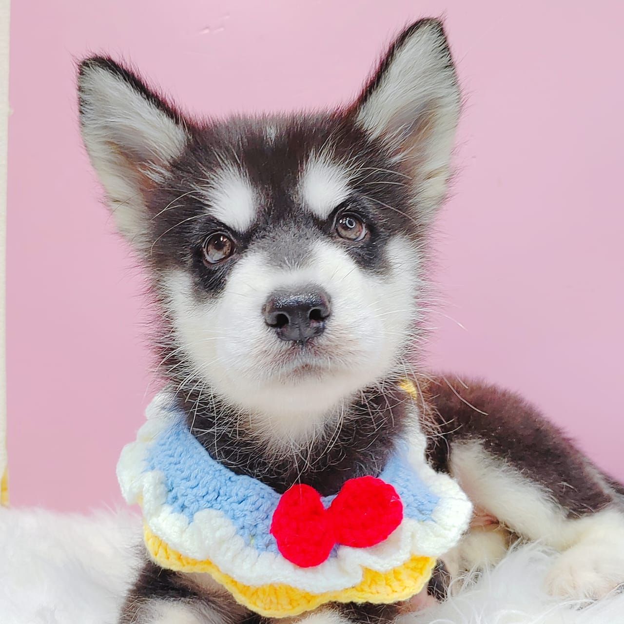 Alaskan Husky 阿拉斯加哈士奇