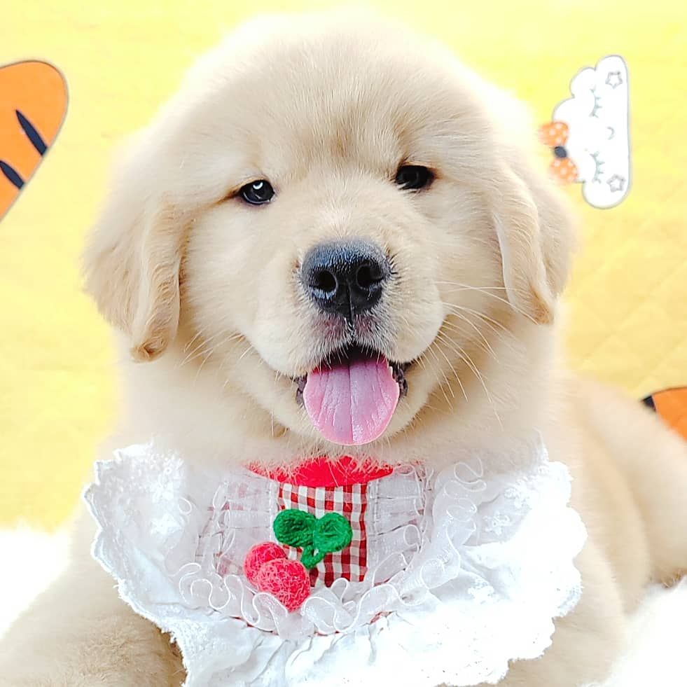 Golden Retriever 黄金猎犬