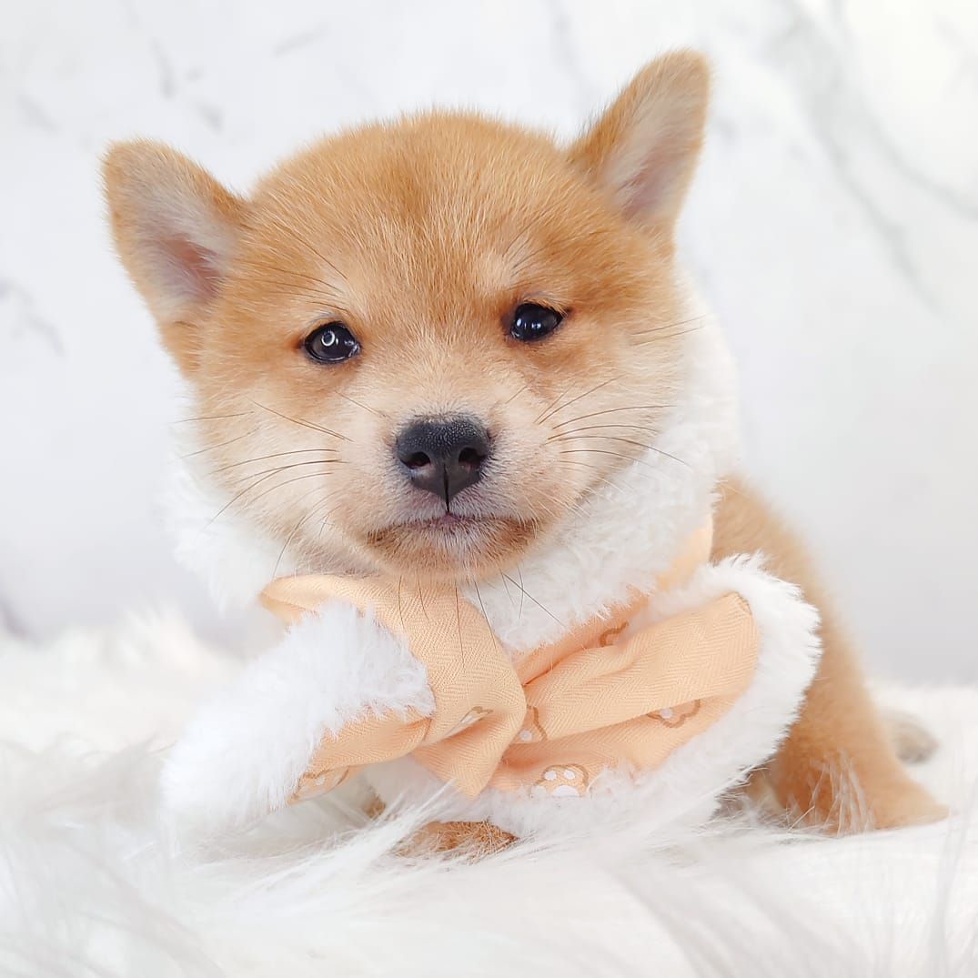 MameShiba Inu 豆柴柴犬