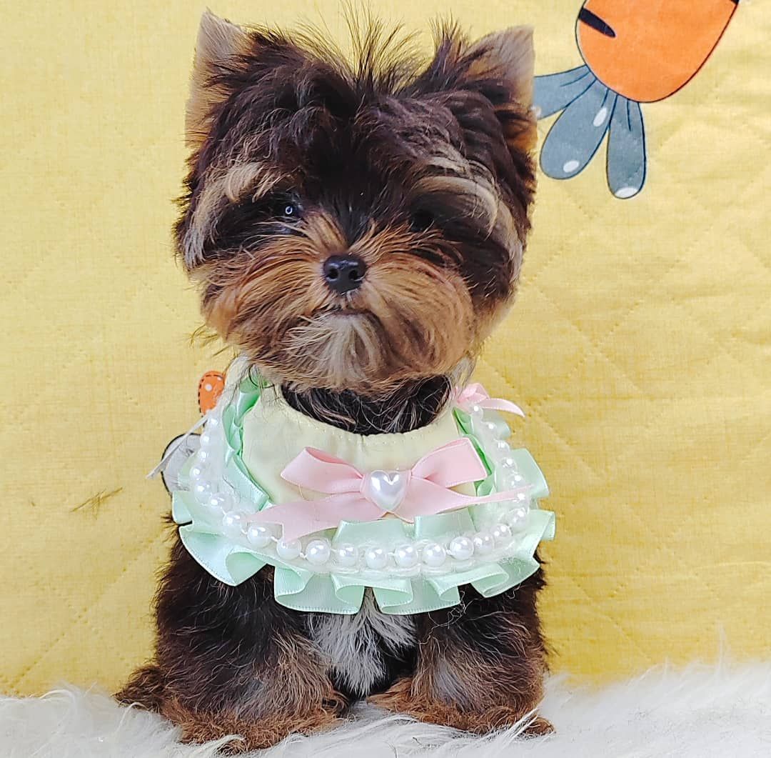 Yorkshire Terrier 约克夏