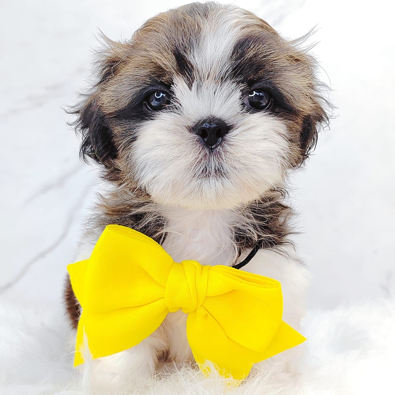 Shih Tzu 西施