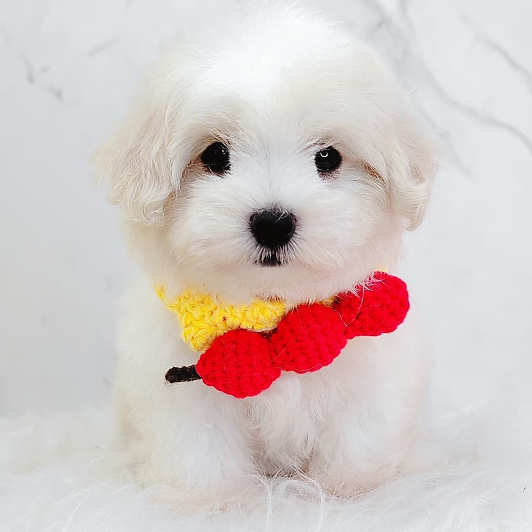 Maltipoo 马尔泰迪